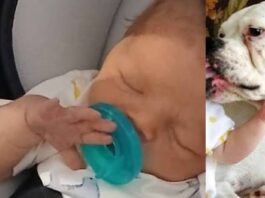 Week-Old Baby Killed By Family Dog Biting Him 180 Times