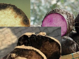 Lagos Consumers Alarmed Over Discoloured Yam Tubers